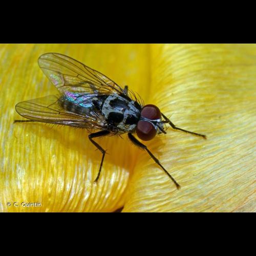 <i>Anthomyia procellaris</i> Rondani, 1866 © C. Quintin