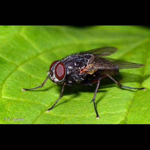 <i>Muscina stabulans</i> (Fallén, 1817) &copy; C. Quintin