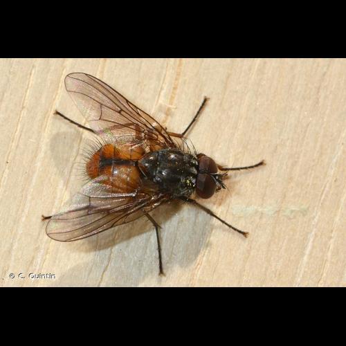 <i>Phaonia subventa</i> (Harris, 1780) © C. Quintin