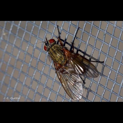 <i>Helina impuncta</i> (Fallén, 1825) © C. Quintin