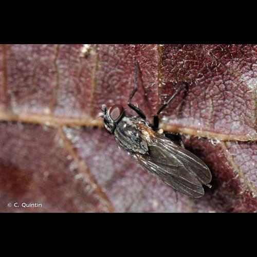 <i>Fannia canicularis</i> (Linnaeus, 1761) © C. Quintin