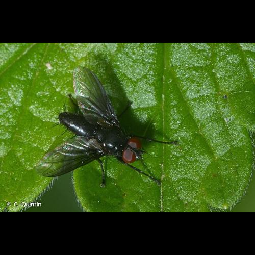 <i>Nyctia halterata</i> (Panzer, 1798) © C. Quintin