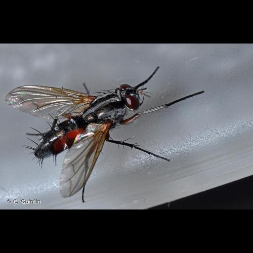 <i>Mintho rufiventris</i> (Fallén, 1817) © C. Quintin