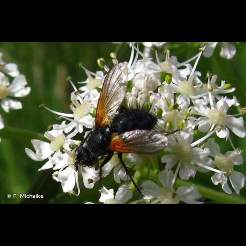 <i>Zophomyia temula</i> (Scopoli, 1763) © F. Michalke