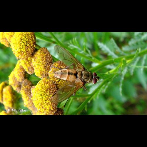 <i>Dexia rustica</i> (Fabricius, 1775) © F. Michalke