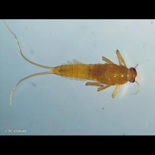 <i>Baetis alpinus</i> (Pictet, 1843) © M. Chovet