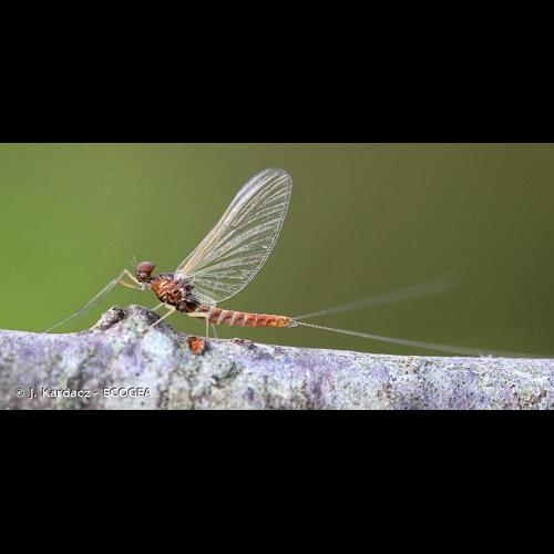 <i>Baetis rhodani</i> (Pictet, 1843) © J. Kardacz - ECOGEA