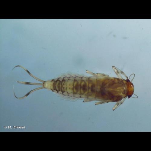 <i>Baetis scambus</i> Eaton, 1870 © M. Chovet