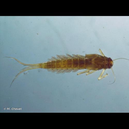 <i>Baetis vernus</i> Curtis, 1834 © M. Chovet