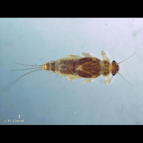 <i>Caenis luctuosa</i> (Burmeister, 1839) © M. Chovet
