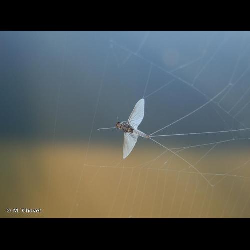 <i>Caenis macrura</i> Stephens, 1836 © M. Chovet