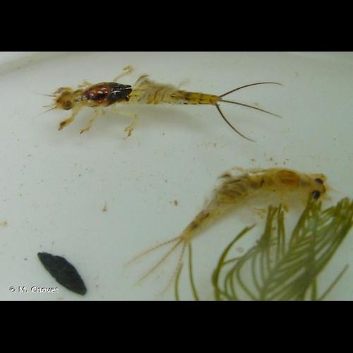 <i>Ephemera glaucops</i> Pictet, 1843 &copy; M. Chovet