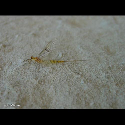 <i>Ephemera lineata</i> Eaton, 1870 © M. Chovet