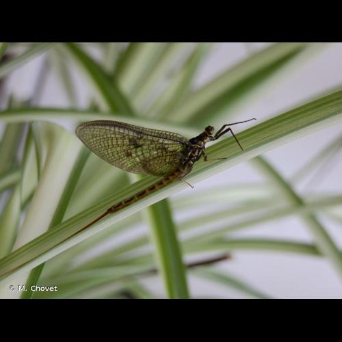<i>Ephemera vulgata</i> Linnaeus, 1758 © M. Chovet