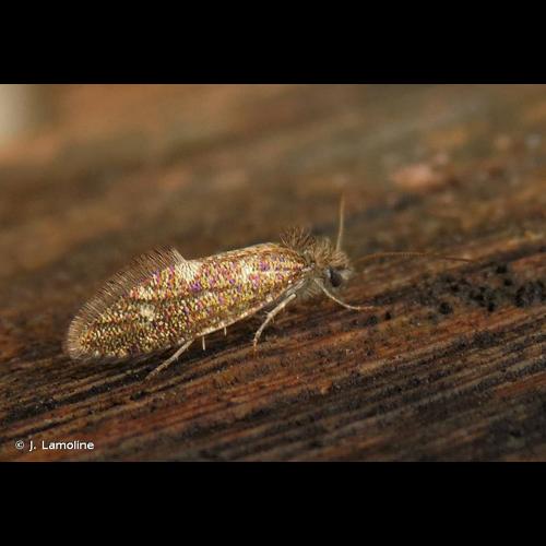 <i>Dyseriocrania subpurpurella</i> (Haworth, 1828) © J. Lamoline