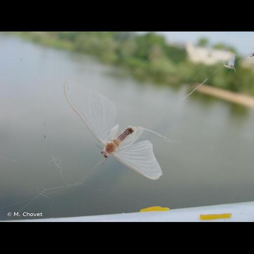 <i>Ephoron virgo</i> (Olivier, 1791) © M. Chovet