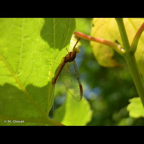 <i>Heptagenia flava</i> Rostock, 1878 © M. Chovet