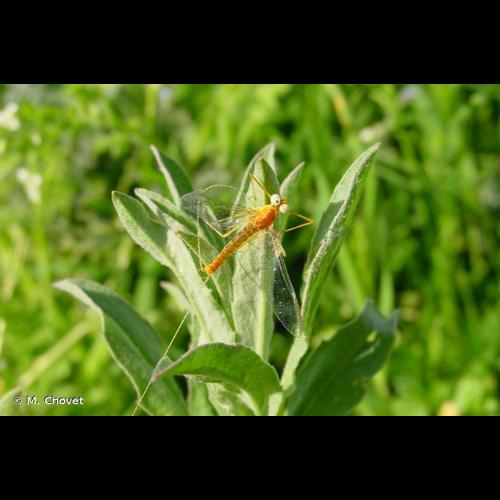<i>Heptagenia sulphurea</i> (O.F. Müller, 1776) © M. Chovet