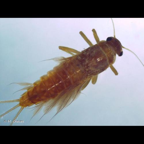 <i>Leptophlebia marginata</i> (Linnaeus, 1767) © M. Chovet