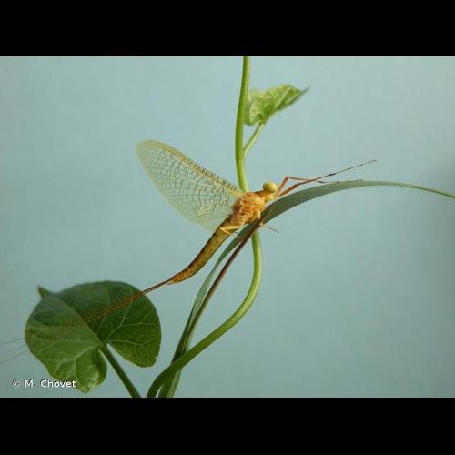 <i>Potamanthus luteus</i> (Linnaeus, 1767) © M. Chovet