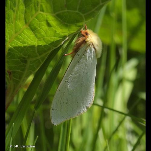 <i>Hepialus humuli</i> (Linnaeus, 1758) &copy; J-P. Lamoline