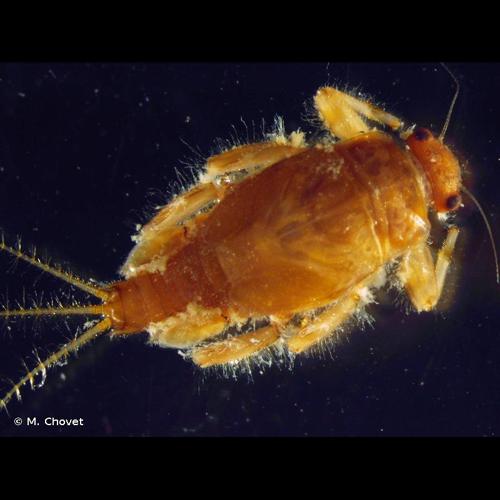 <i>Torleya major</i> (Klapalek, 1905) © M. Chovet