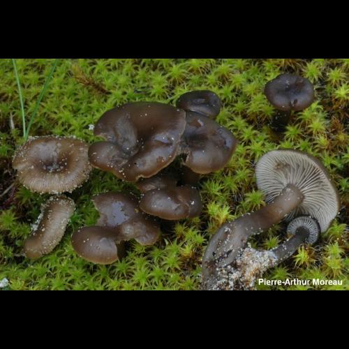 <i>Clitocybe barbularum</i> (Romagn.) P.D.Orton, 1960 © PA. Moreau