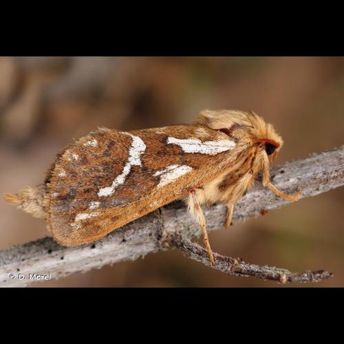 <i>Korscheltellus lupulinus</i> (Linnaeus, 1758) © D. Morel