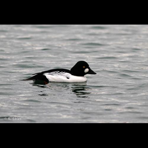 <i>Bucephala clangula</i> (Linnaeus, 1758) © S. Siblet