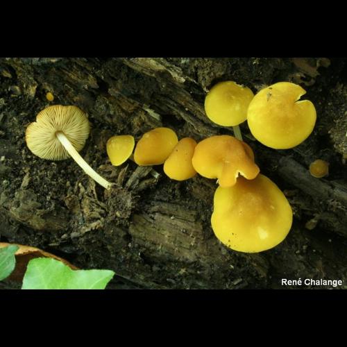 <i>Pluteus luteovirens</i> Rea, 1927 © R. Chalange