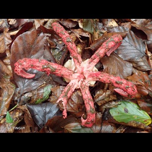 <i>Clathrus archeri</i> (Berk.) Dring, 1980 © H. TINGUY