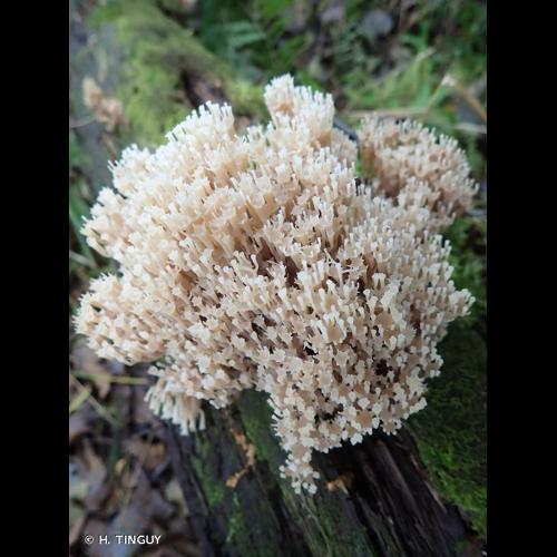 <i>Clavicorona pyxidata</i> (Pers.) Doty, 1947 © H. TINGUY