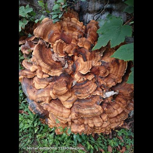 <i>Meripilus giganteus</i> (Pers.) P.Karst., 1882 &copy; Michel AMBROISE 77390 Beauvoir