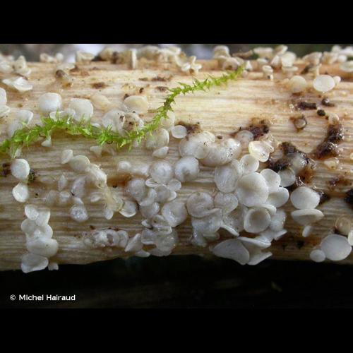 <i>Calycina herbarum</i> (Pers.) Gray, 1821 © Michel Hairaud