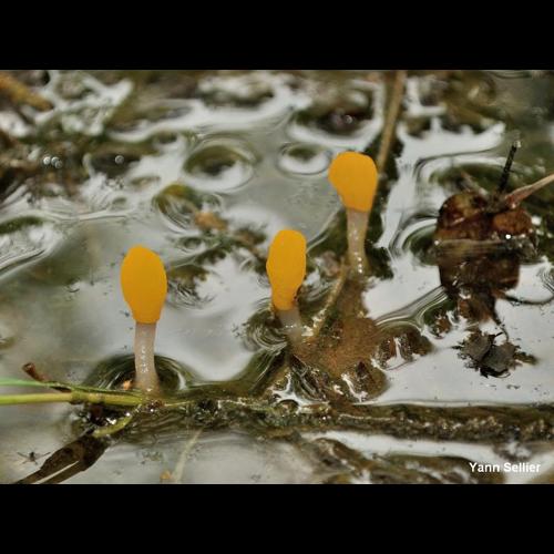 <i>Mitrula paludosa</i> Fr., 1816 © Y. Sellier