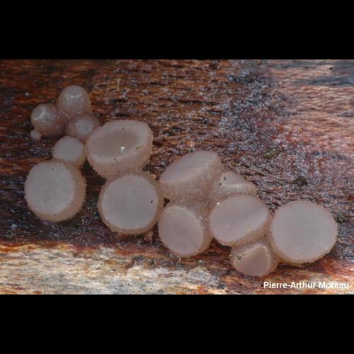 <i>Neobulgaria pura</i> (Pers.) Petr., 1921 © PA. Moreau