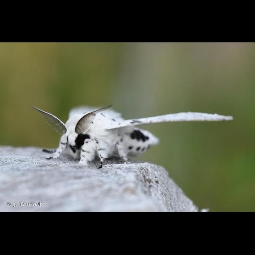 <i>Cerura erminea</i> (Esper, 1783) &copy; J. Touroult