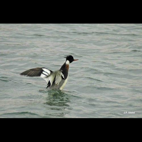 <i>Mergus serrator</i> Linnaeus, 1758 © J.P. Siblet