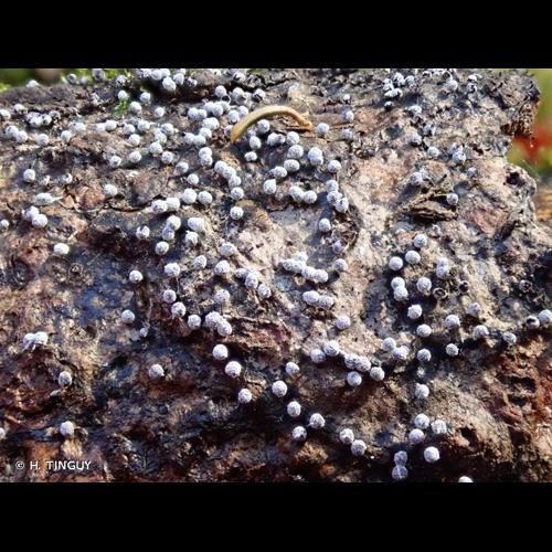 <i>Didymium melanospermum</i> (Pers.) T.Macbr., 1899 &copy; H. TINGUY