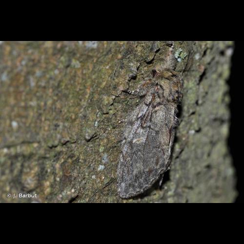 <i>Peridea anceps</i> (Goeze, 1781) © J. Barbut