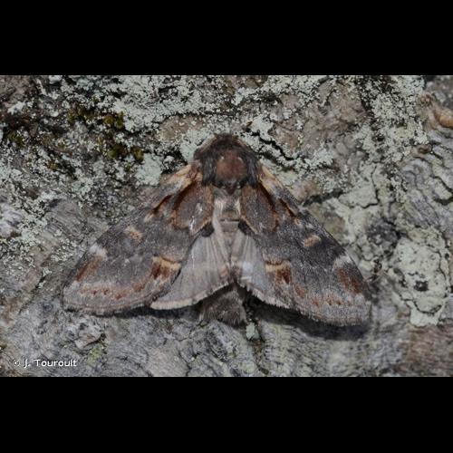 <i>Notodonta dromedarius</i> (Linnaeus, 1767) © J. Touroult