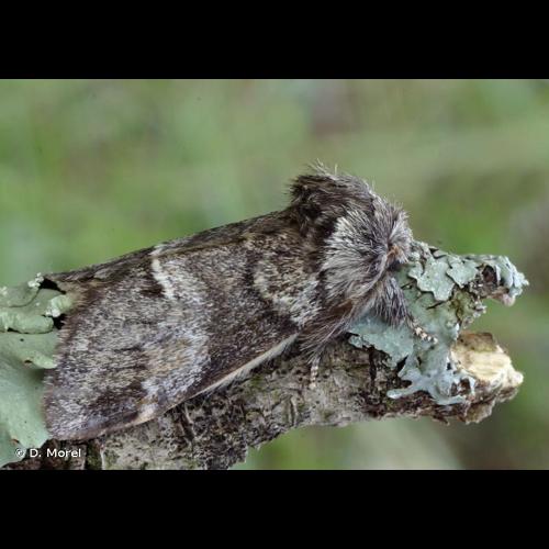 <i>Drymonia dodonaea</i> (Denis & Schiffermüller, 1775) &copy; D. Morel