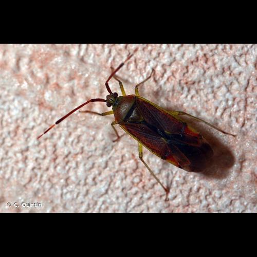 <i>Pantilius tunicatus</i> (Fabricius, 1781) © C. Quintin