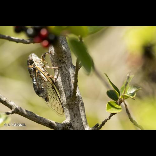 <i>Lyristes plebejus</i> (Scopoli, 1763) © J. LAIGNEL