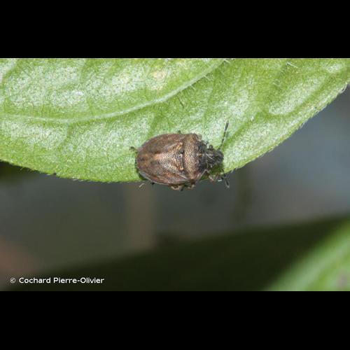 <i>Podops inunctus</i> (Fabricius, 1775) © Cochard Pierre-Olivier