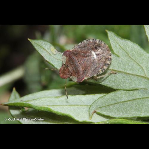 <i>Dyroderes umbraculatus</i> (Fabricius, 1775) © Cochard Pierre-Olivier