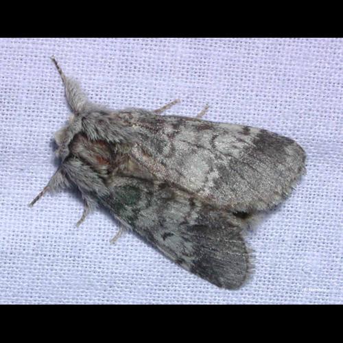 <i>Drymonia ruficornis</i> (Hufnagel, 1766) &copy; A. Horellou