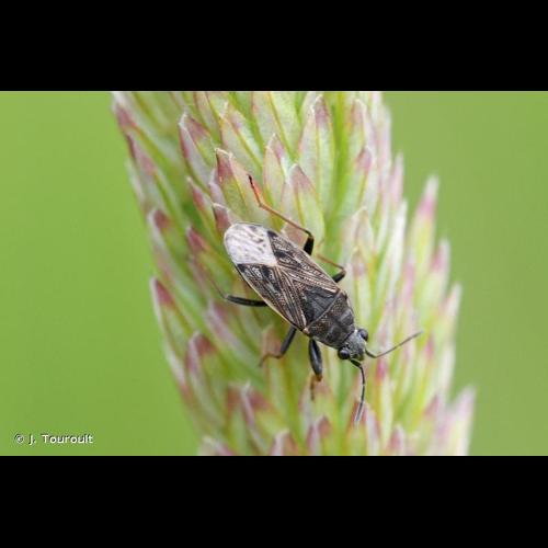 <i>Peritrechus gracilicornis</i> Puton, 1877 © J. Touroult