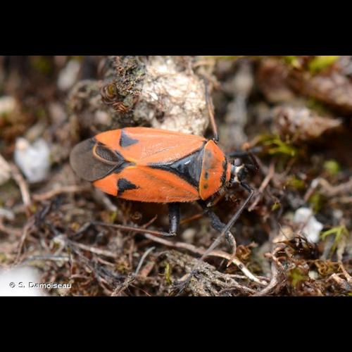 <i>Brachycoleus triangularis</i> (Goeze, 1778) © S. Damoiseau