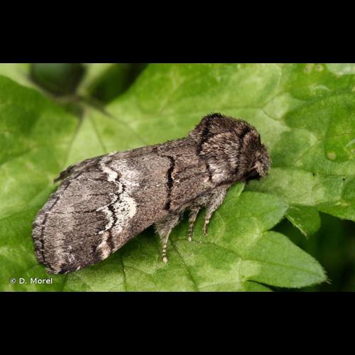 <i>Drymonia querna</i> (Denis & Schiffermüller, 1775) &copy; D. Morel